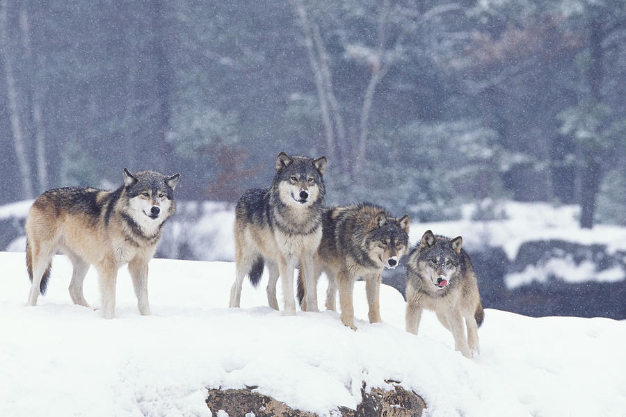Winter wolf pack